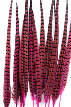 Faisan de Colchide - 35-45 cm - fuchsia